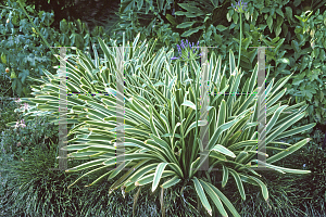 Picture of Agapanthus praecox ssp. orientalis 'Variegatus'