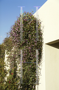 Picture of Hardenbergia violacea 