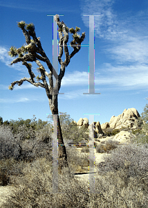 Picture of Yucca brevifolia 