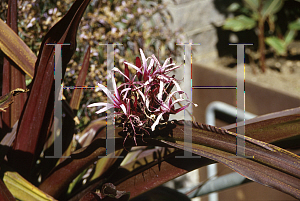 Picture of Phormium  'Guardsman'