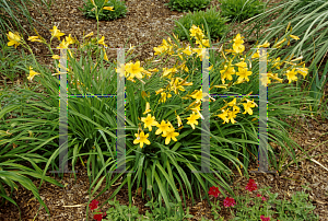 Picture of Hemerocallis dumortieri 