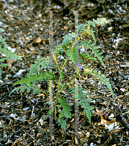 Picture of Solanum pyracanthum 