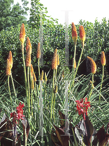 Picture of Kniphofia uvaria 'Lola'