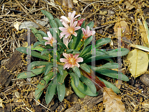 Picture of Lewisia cotyledon 