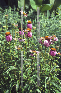 Picture of Echinacea purpurea 'Stewarts Pink'