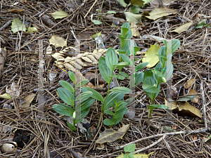 Picture of Polygonatum humile 