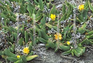 Picture of Conicosia pugioniformis 
