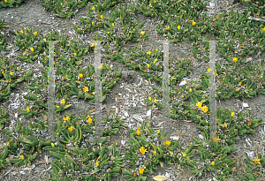 Picture of Conicosia pugioniformis 