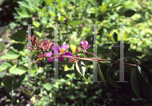 Picture of Osbeckia crinita 