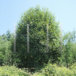 Picture of Betula utilis 