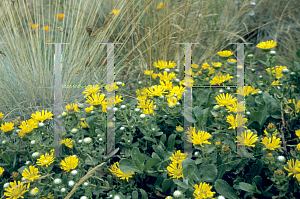 Picture of Grindelia stricta ssp. venulosa 