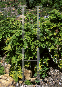 Picture of Anemone vitifolia 