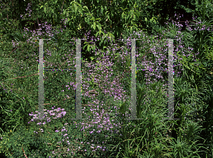 Picture of Thalictrum delavayi 