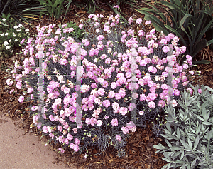 Picture of Dianthus  'Rose De Mai'