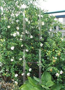 Picture of Gardenia augusta 