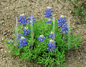 Picture of Lupinus texensis 