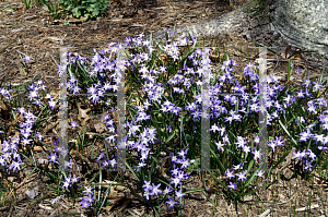 Picture of Chionodoxa luciliae 