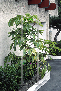 Picture of Schefflera actinophylla 