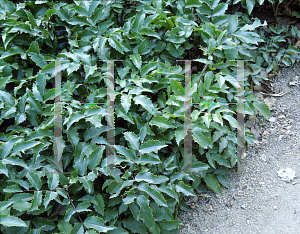 Picture of Mahonia aquifolium 'Compactum'