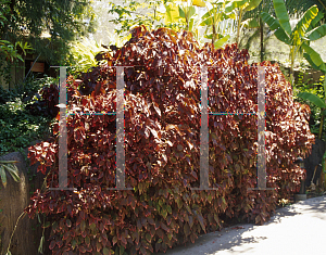 Picture of Acalypha wilkesiana 'Obovata'