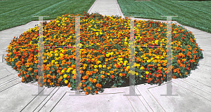 Picture of Tagetes patula 