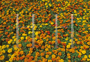 Picture of Tagetes patula 