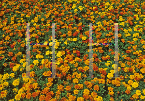 Picture of Tagetes patula 