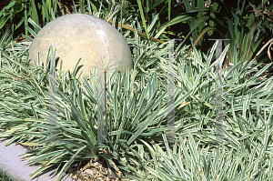 Picture of Ledebouria socialis 'Variegata'