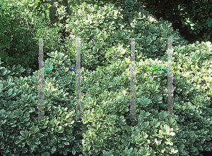 Picture of Pittosporum tobira 'Creme De Menthe'