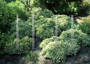 Picture of Pittosporum tobira 'Creme De Menthe'