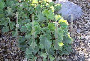 Picture of Heuchera maxima 