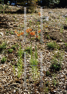 Picture of Lilium leichtlinii var. maximowiczii 