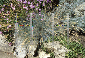 Picture of Festuca glauca 