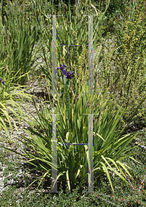 Picture of Iris ensata 