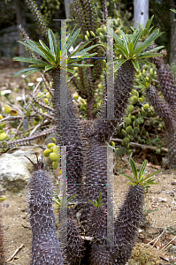 Picture of Pachypodium lamerei 