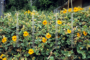 Picture of Thunbergia gregorii 