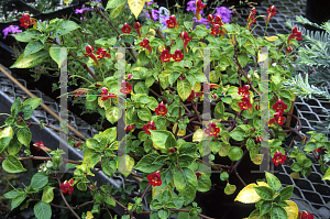 Picture of Impatiens kilamanjarensis 