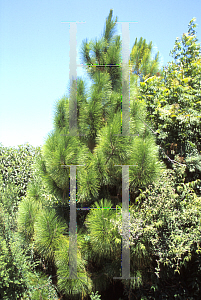 Picture of Pinus roxburghii 