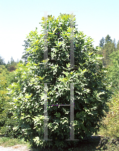 Picture of Liriodendron chinense 