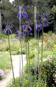 Picture of Agapanthus inapertus 