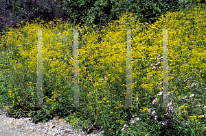 Picture of Patrinia scabiosifolia 