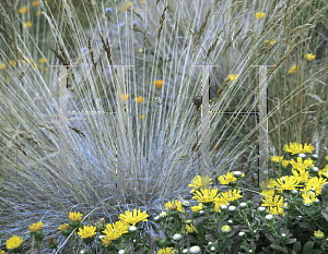 Picture of Festuca idahoensis 'Siskiyou Blue'