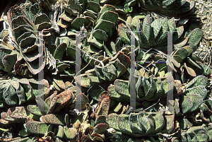 Picture of Gasteria x 