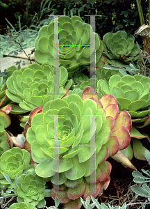 Picture of Aeonium tabuliforme 