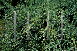 Picture of Berberis dictyophylla 