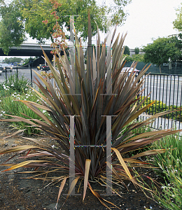 Picture of Phormium tenax 