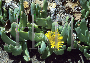 Picture of Glottiphyllum oligocarpum 