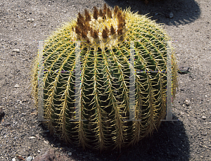 Picture of Echinocactus grusonii 