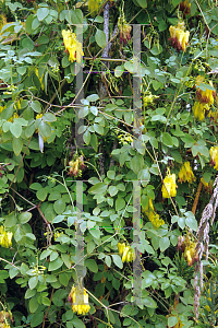 Picture of Dicentra scandens 