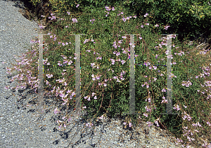 Picture of Incarvillea arguta 